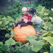 Giant_pumpkin_2014-180x180.jpg